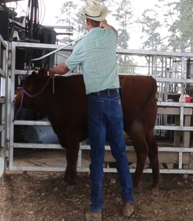 Person using a show stick to place a halter on a calf