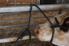 Calf in a halter showing the halter looped around two rungs on a gate