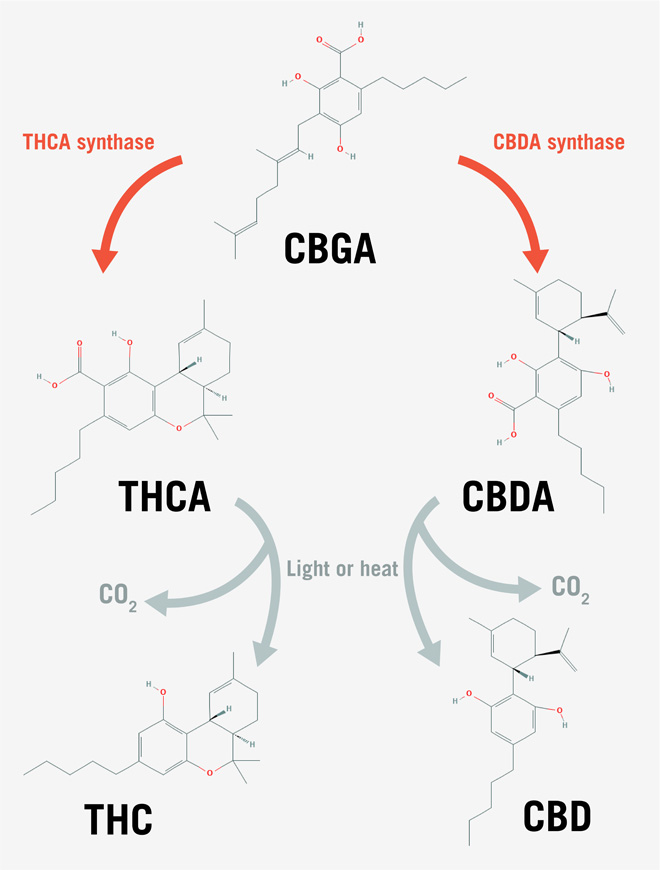 Chemical pathway of CBGA pathways. With THCA synthase, it becomes THCA, then THC and carbon dioxide with light or heat. Alternatively, CBGA can become CBDA with CBDA synthase, which becomes CBD and carbon dioxide with heat or light.