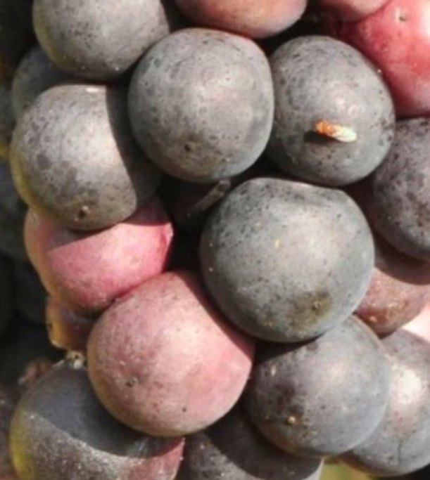 a Drosophila fly on red grapes