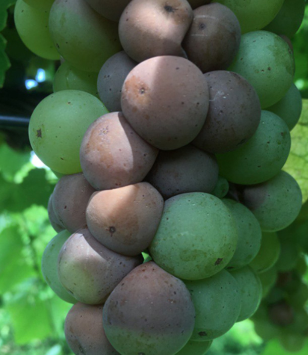 a bunch of grapes ripening on the vine, showing signs of sour rot