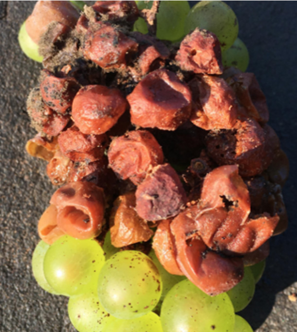 bunch of shriveled grapes with fungal growth
