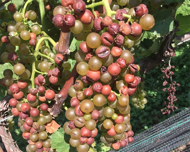 grapes on the vine with some grapes showing bruises and rot