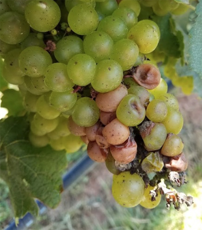 bunch of green grapes showing several symptoms of rot