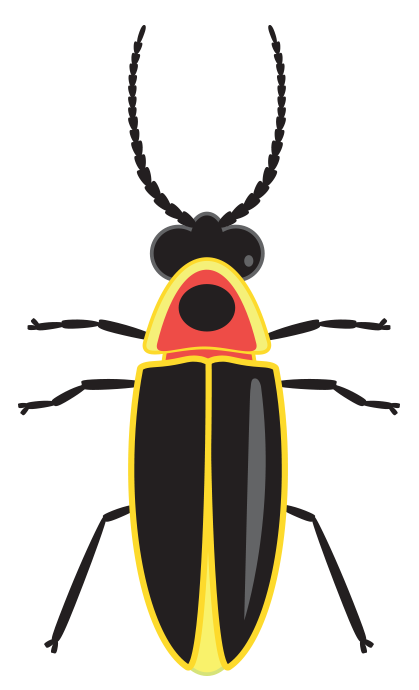 Cartoon of a common eastern firefly
