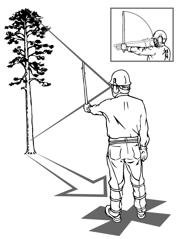 Un hombre está de pie con un palo en el brazo extendido, midiendo un árbol en la distancia.