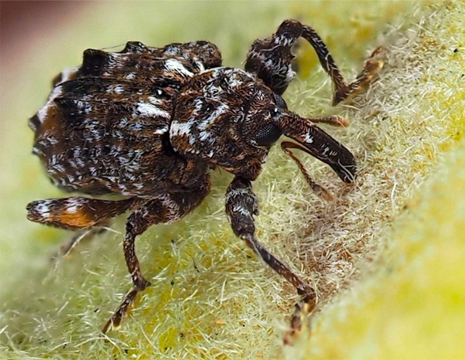 Adult plum curculio