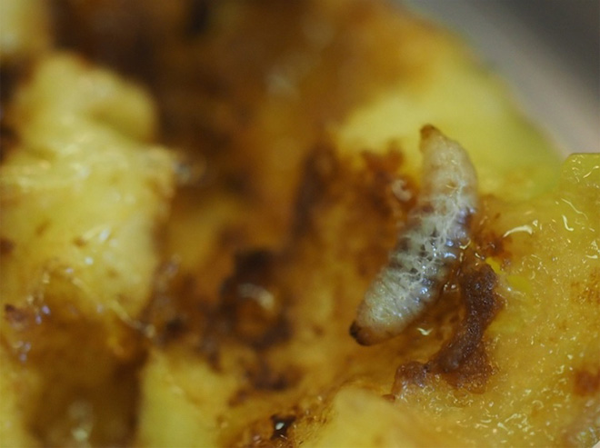 Plum curculio larva, a whitish grub, in a peach.