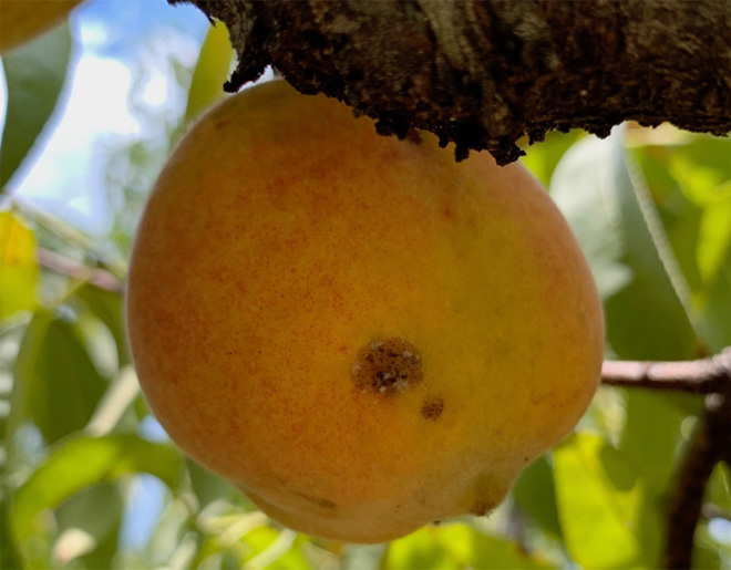 Peach with a round crescent-shaped bruise on the skin.