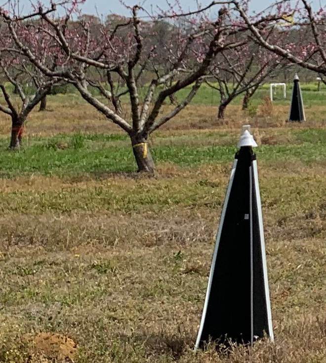Orchard with tall black pyramid-shaped traps deployed.