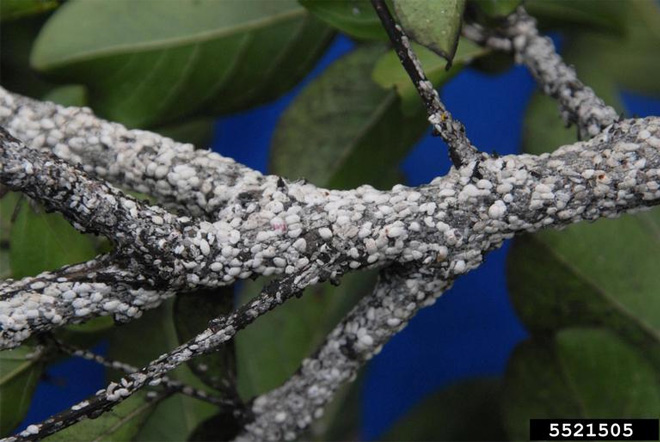 Crape myrtle branch covered in white, round, scale-like insects