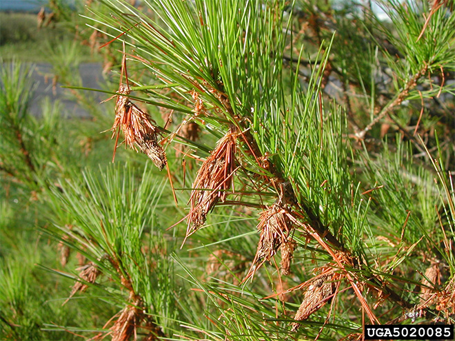 Pine tree with bagworm sacs on a bough.