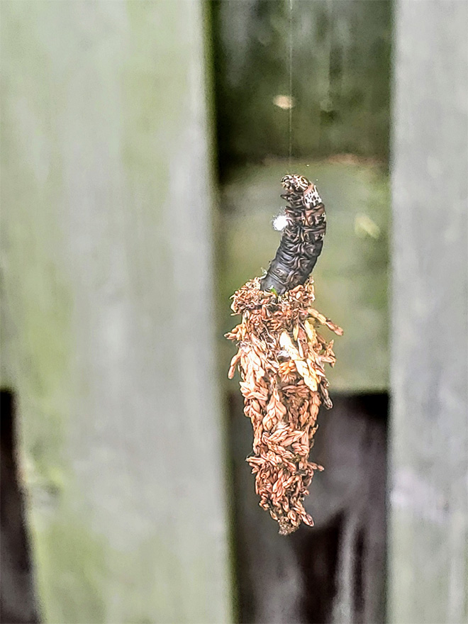 Bagworm larva, a black caterpillar, hanging from a silk thread.