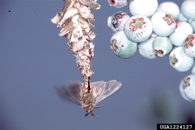 Male bagworm moth, a tan moth, flying under a bagworm sac to mate with the female inside.