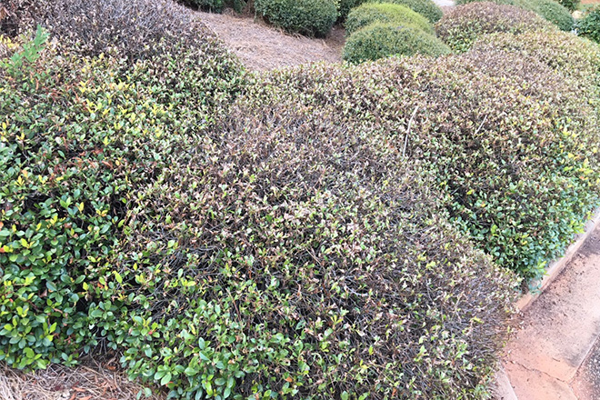 Bushes with many bare twigs.
