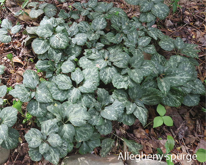 Allegheny spurge, a dark green leafy plant with streaks of lighter green.