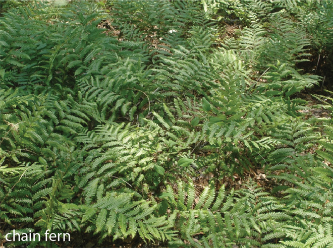 Chain fern, a green fern.