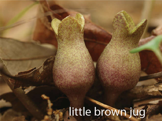 Little brown jug, small vase-shaped plants with reddish-brown speckles.