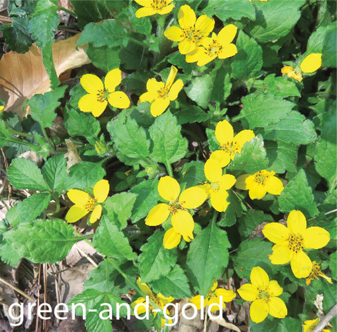 Green-and-gold, plant with kelly green leaves and small yellow flowers.