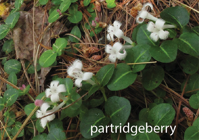 Partridgeberry, a plant with round leaves and small fuzzy white flowers.