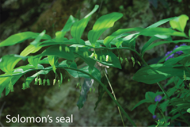 Solomon's seal, viny plant with green bell-shaped flowers.