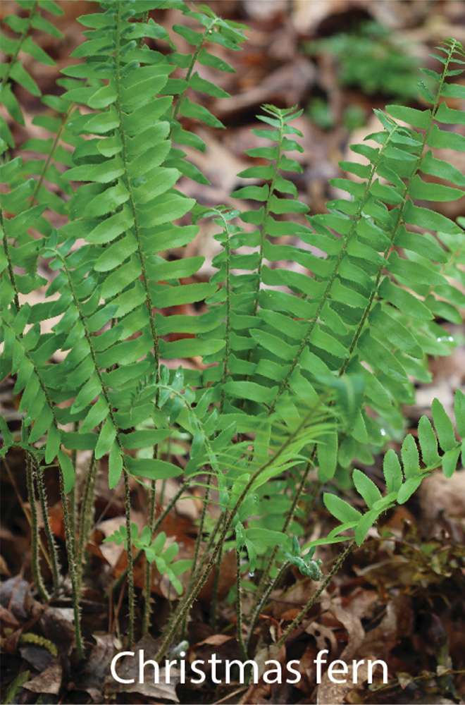 Christmas fern, a green fern with fronds sticking upwards.