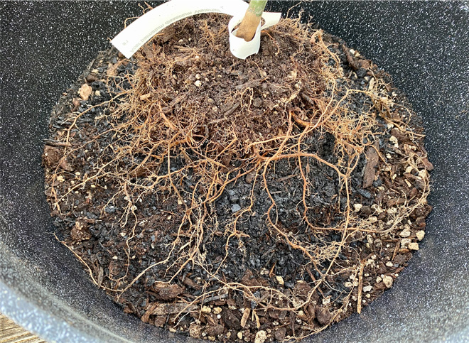 Plant in a new pot, with roots spread out across the soil in the pot.