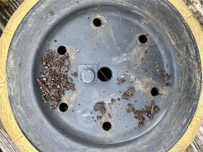 Flower pot with drainage holes in the bottom