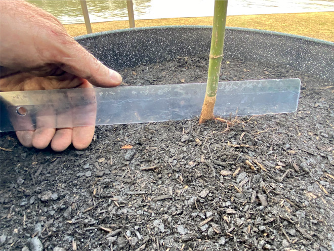 Potted plant with a ruler held against the leveled soil.