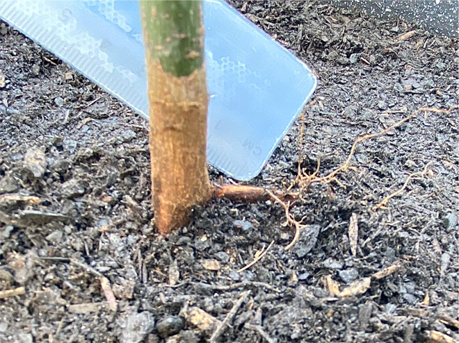 Planted stem showing a lateral root above the surface of the soil.