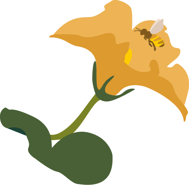 Illustration of bee visiting flower