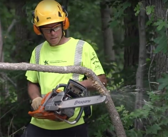 A chainsaw user makes an accordion cut on the compression side of a spring pole.