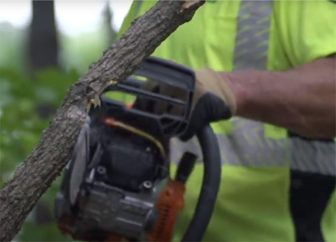 A chainsaw operator shave cuts the compression side of a spring pole.