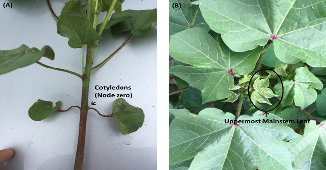 Cotton cotyledons. The left image has an arrow pointing to the stem at node zero, and the second shows the leaves with the uppermost mainstem leaf circled.