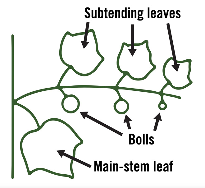 How to Think About Cotton: Plant Growth Regulators - Alabama