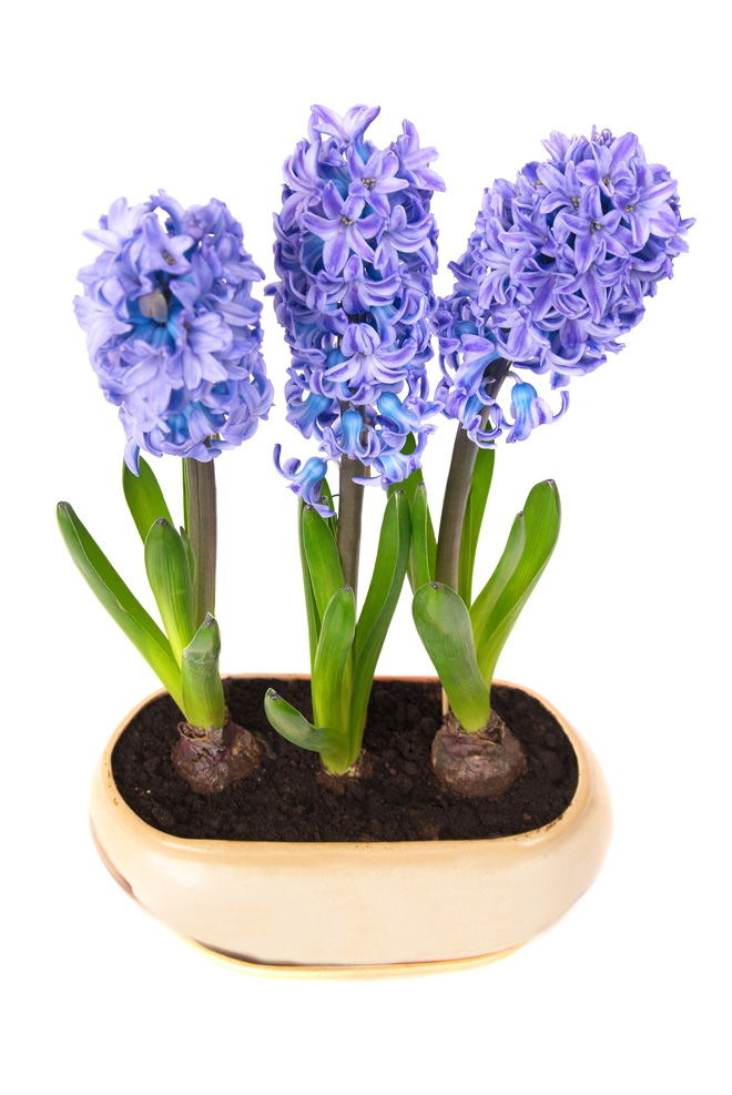 potted hyacinth flower