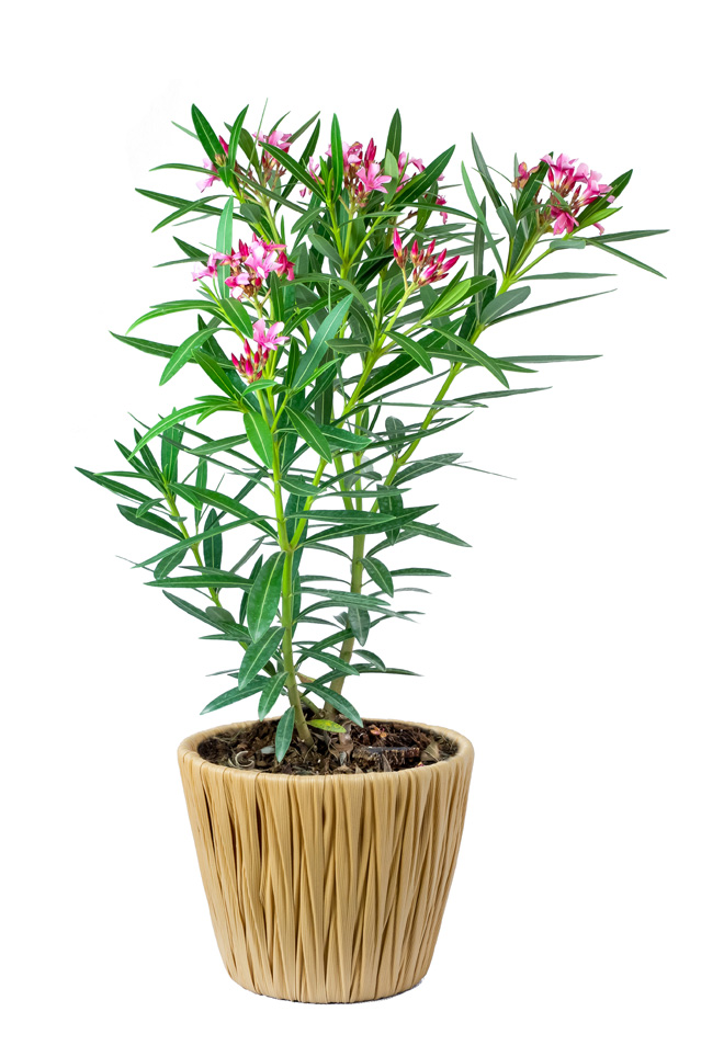 potted flowering oleander