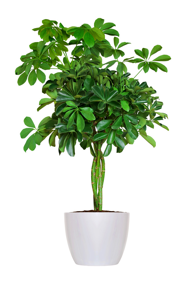 potted Schefflera plant