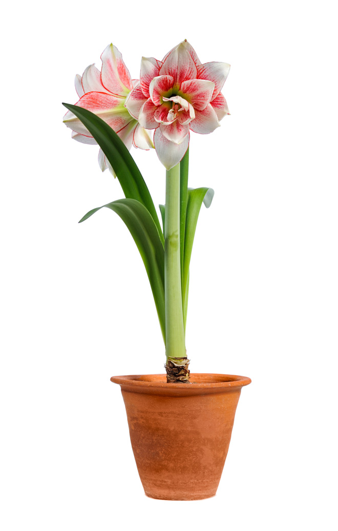 potted amaryllis flower