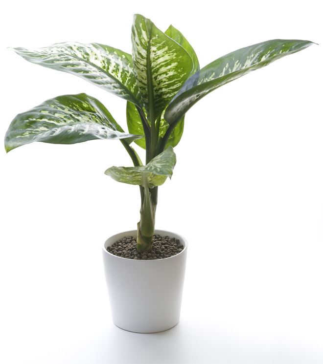 potted Dieffenbachia plant