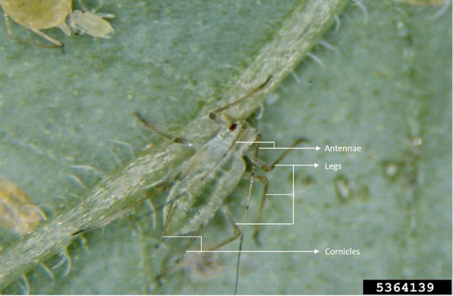 Aphid with diagnostic features labeled: antennae, legs, and cornicles.