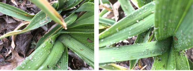 Daylily plants with aphids on the leaves.