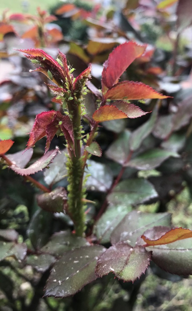 Rose plant with aphids on it