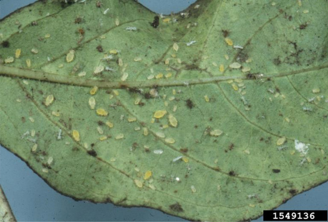 Underside of a crape myrtle leaf with aphids on it.