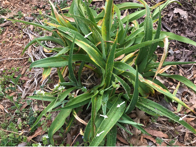 Daylily plant with shed skins from aphid nymphs marked with white arrows.