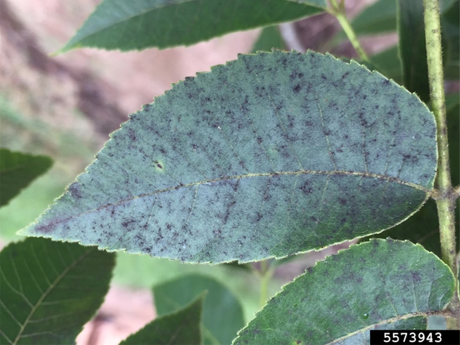 Leaf with small black spots of sooty mold