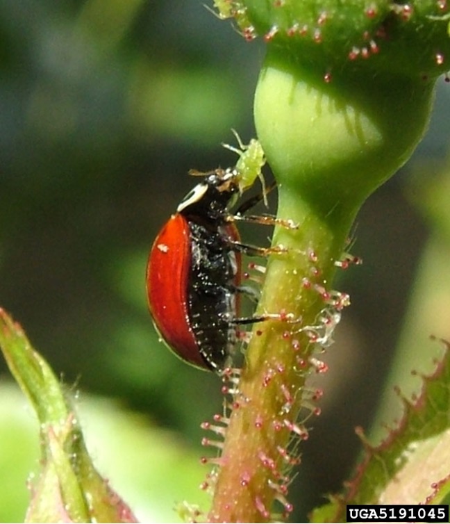 Ladybug on a plant stem eating an aphid