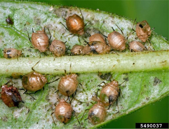 Round brown oleander aphids that have been parasitized