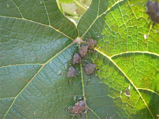 Large leaf with BMSB nymphs on it. The bugs are brown and shield-shaped.