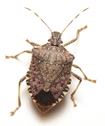 Brown marmorated stink bug, a brown shield-shaped bug